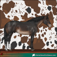 Horse Color:Brown Sabino