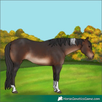 Horse Color:Brown Tobiano Rabicano