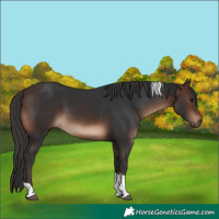 Horse Color:Brown Tobiano Rabicano 