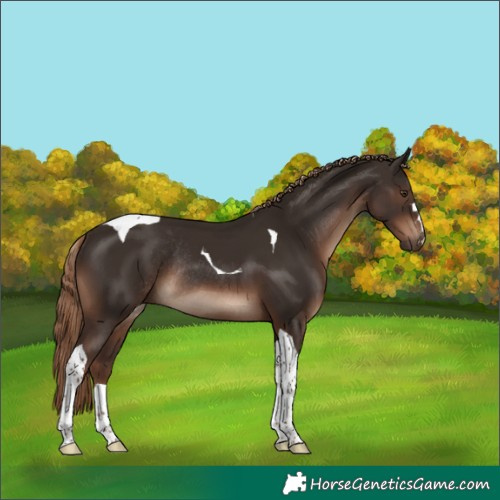Horse Color:Liver Chestnut Tobiano Rabicano 