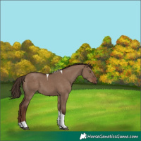 Horse Color:Liver Red Dun Tobiano