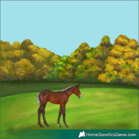 Horse Color:Silver Brown Sabino 