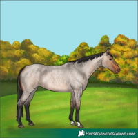 Horse Color:Bay Roan Dun 