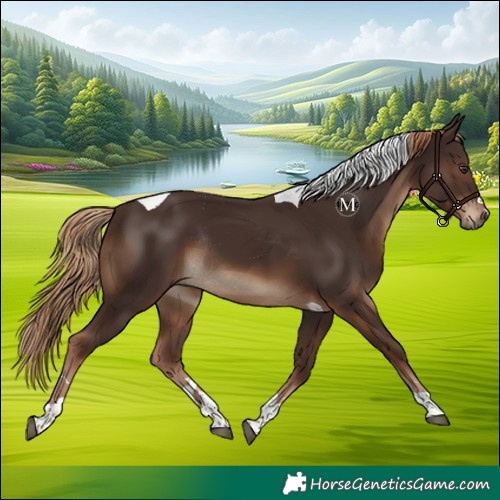 Horse Color:Liver Chestnut Tobiano Rabicano 
