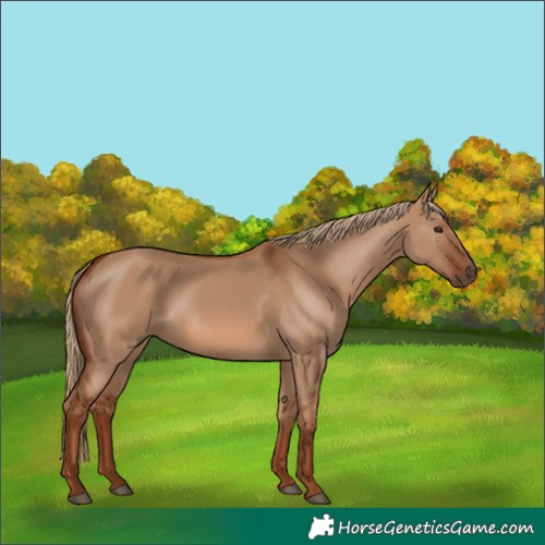 Horse Color:Red Dun 