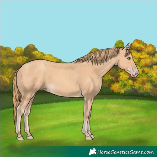 Horse Color:Gold Champagne 