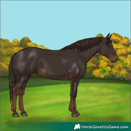 Horse Color:Liver Chestnut 