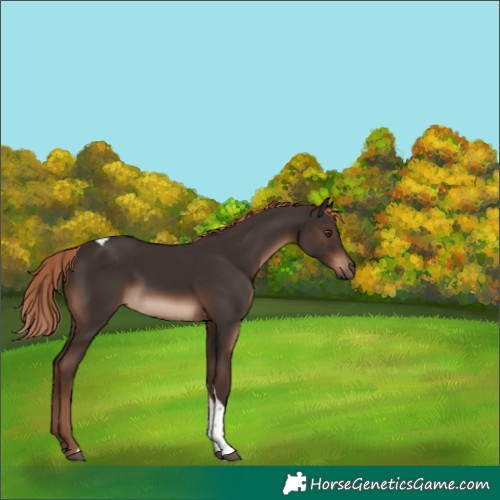 Horse Color:Liver Chestnut Tobiano Rabicano 