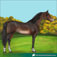 Horse Color:Brown Sabino
