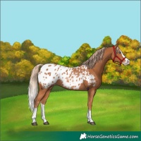 Horse Color:Chestnut Splash Appaloosa 