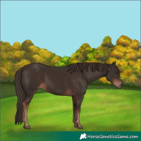 Horse Color:Liver Chestnut 