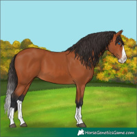 Horse Color:Bay Splash 