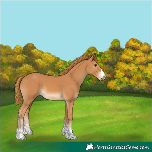 Horse Color:Chestnut 
