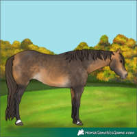 Horse Color:Buckskin 