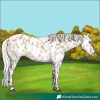Horse Color:Silver Brown Dun Near Leopard 