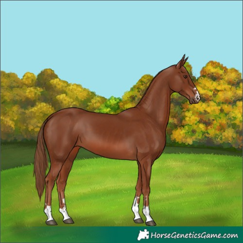 Horse Color:Chestnut 