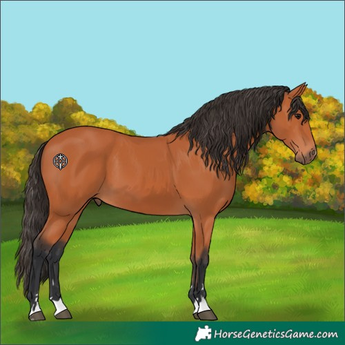 Horse Color:Bay 