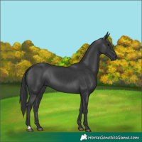 Horse Color:Black 