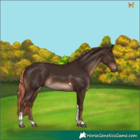 Horse Color:Liver Chestnut Tobiano Rabicano