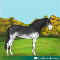 Horse Color:White Spotted Black 