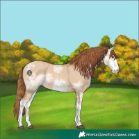 Horse Color:White Spotted Red Dun Ice 