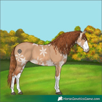 Horse Color:White Spotted Red Dun Ice 
