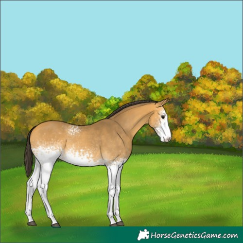 Horse Color:White Spotted Buckskin 