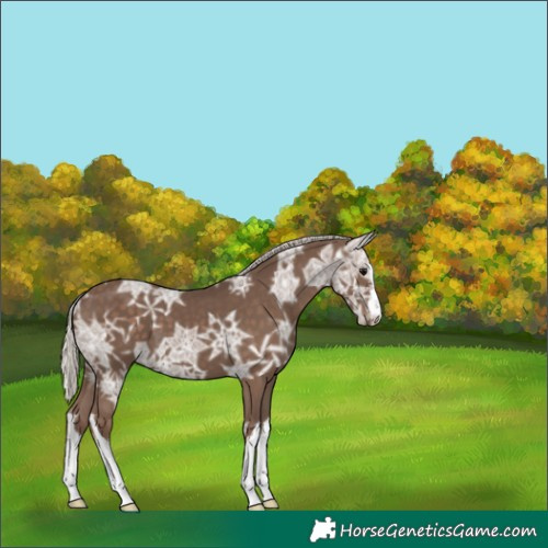 Horse Color:White Spotted Silver Black Ice 