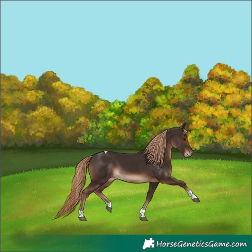 Horse Color:Liver Chestnut Tobiano Rabicano 