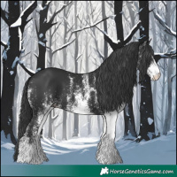 Horse Color:White Spotted Black