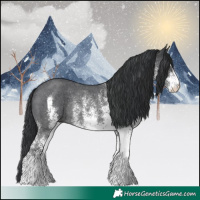 Horse Color:White Spotted Black Rabicano 