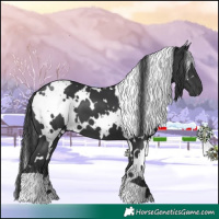 Horse Color:White Spotted Black 