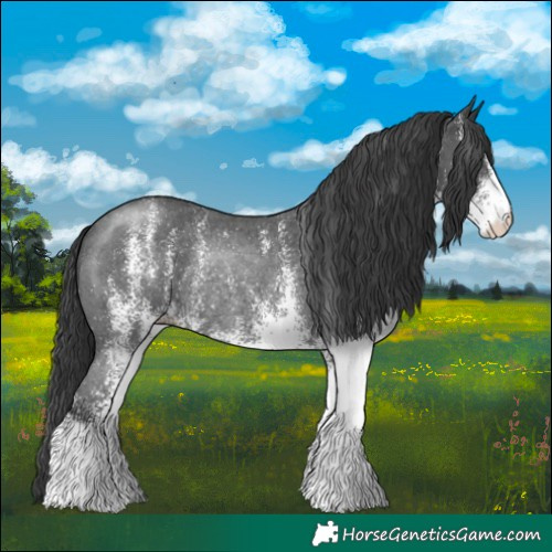 Horse Color:White Spotted Black Rabicano 