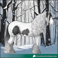 Horse Color:Black Splash Tobiano Rabicano