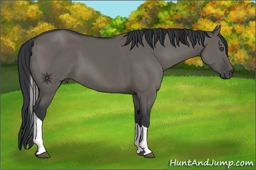 Horse Color:Grullo Sabino Tobiano