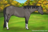Horse Color:Grullo Sabino Tobiano 