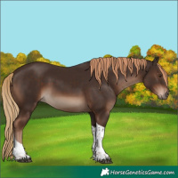 Horse Color:Liver Chestnut Tobiano Rabicano