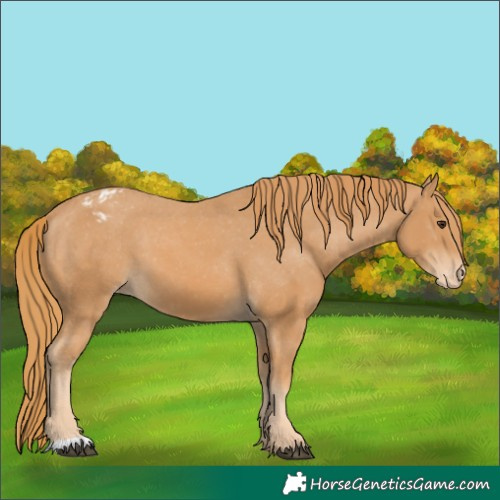 Horse Color:Chestnut Appaloosa