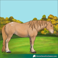 Horse Color:Chestnut Appaloosa
