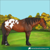 Horse Color:Bay Appaloosa 