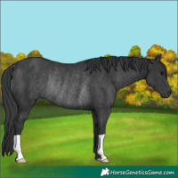 Horse Color:Black Rabicano