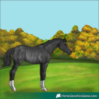 Horse Color:Black Rabicano 