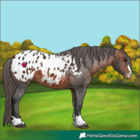 Horse Color:Bay Appaloosa