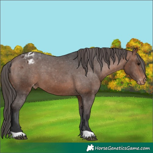 Horse Color:Bay Appaloosa 