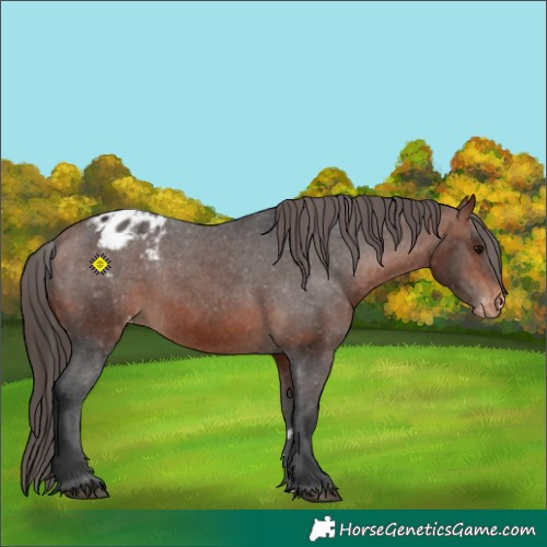 Horse Color:Bay Appaloosa 