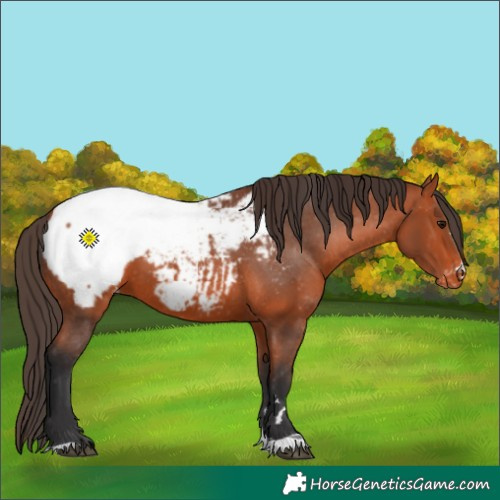 Horse Color:Bay Snowcap 