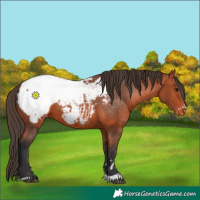 Horse Color:Bay Snowcap 
