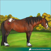 Horse Color:Brown Varnish Rabicano