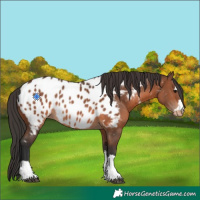 Horse Color:Brown Appaloosa