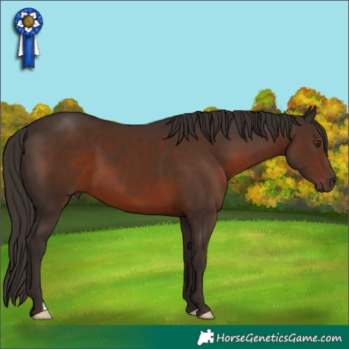 Horse Color:Liver Chestnut 